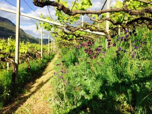 L’Alto Adige e il suo vitigno più discusso
