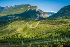 Il trentino (rosso) nel bicchiere