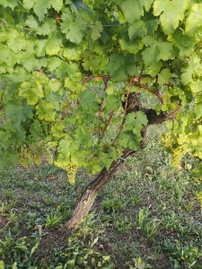 La Malvasia istriana