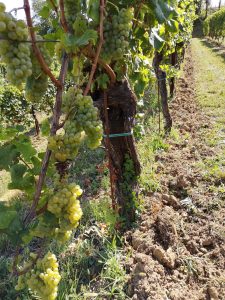 Friulano (seconda parte)