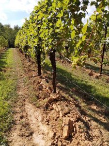 Friulano (prima parte)
