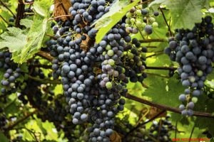 Best of… Veneto Wines 2024 (prima parte)